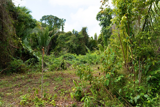 16.54 Acres Near Hopkins | Silk Grass, Stann Creek District