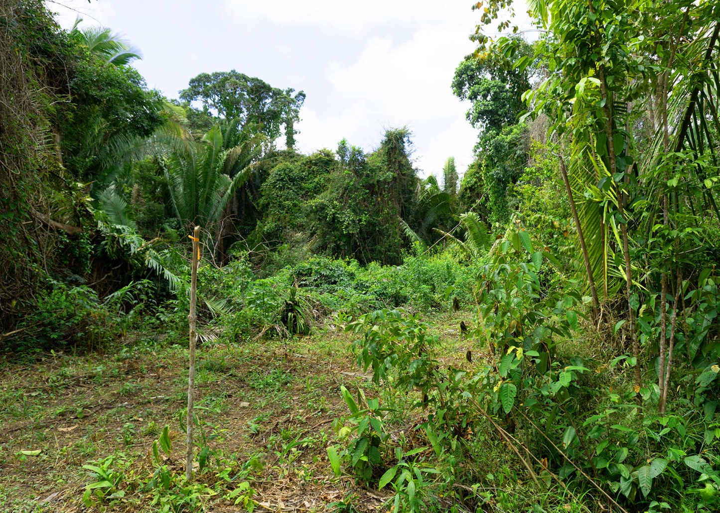 6.50 Acre Jungle | Silk Grass, Stann Creek District