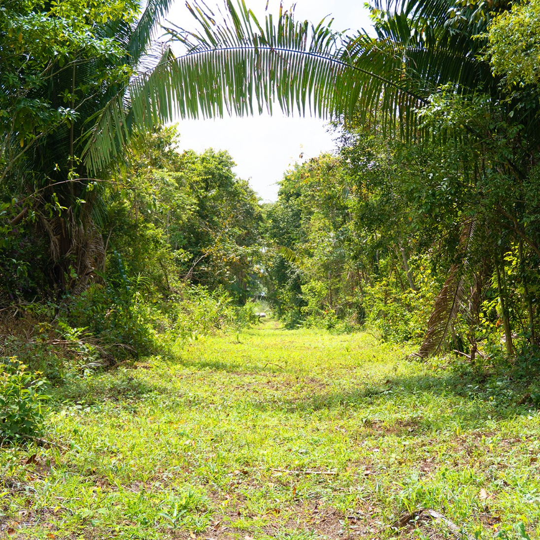 6.50 Acre Jungle | Silk Grass, Stann Creek District